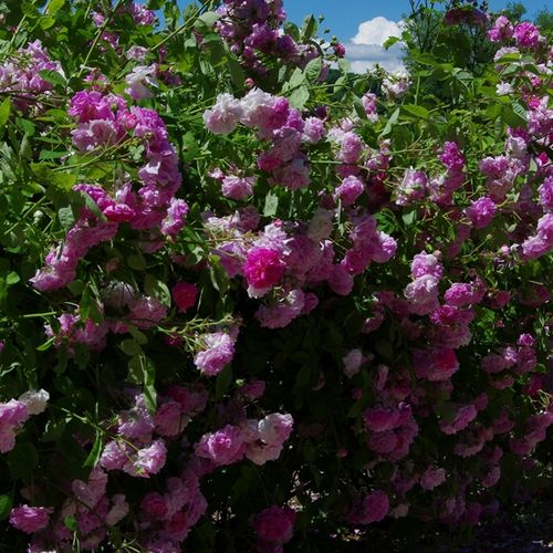 Parkrózsa - Rózsa - Marbled Gallica - Online rózsa vásárlás